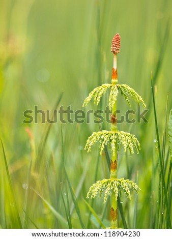Wood horsetail (Equisetum sylvaticum) in a field with shallow depth