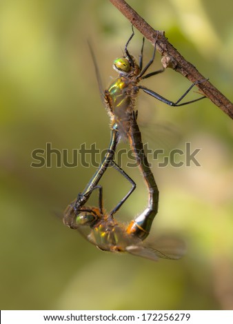 Mating Pair of Downy Emerald Dragonfly (Cordulia aenea) in Copula