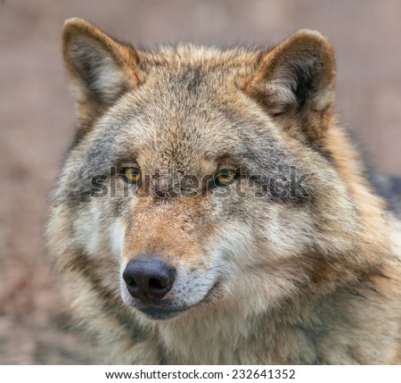 Head of a Eurasian Gray Wolf (Canis lupus lupus) is the most specialised member of the genus Canis, as demonstrated by its morphological adaptations to hunting large prey, and its expressive behavior.
