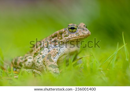 Green toad (Bufotes viridis) showing off in a backyard lawn with bright green grass on a sunny day
