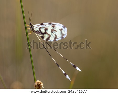 Colorful insect antlion relative Nemoptera is a Palearctic genus of insects of the family Nemopteridae or spoonwings.