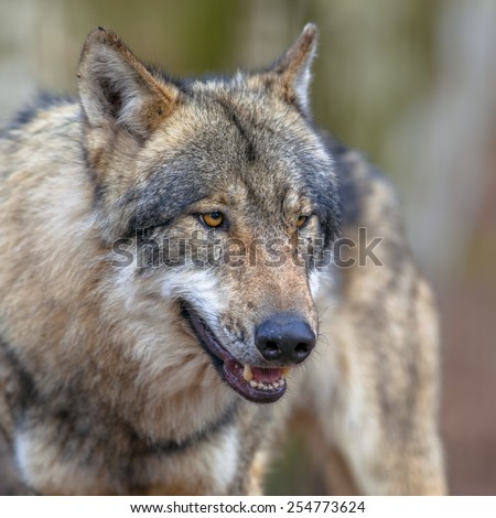 Dangerous Eurasian Gray Wolf (Canis lupus lupus) looking for a victim. It is the most specialised member of the genus Canis, as demonstrated by its morphological adaptations to hunting large prey.