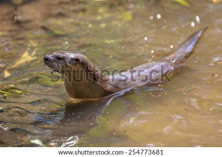 European Otter aquatic animal (lutra lutra) swimming in a river and looking for fish to feed on