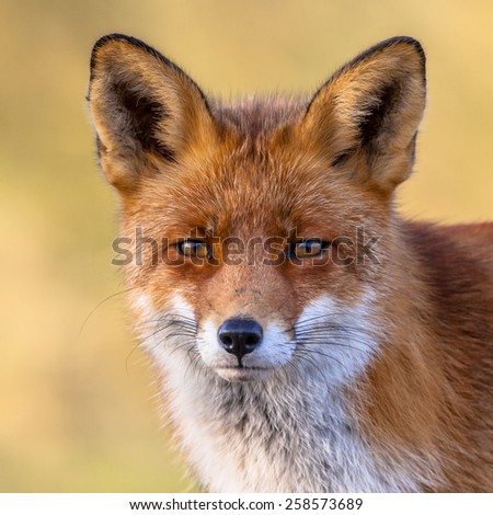 Portrait of the head of a red fox (Vulpes vulpes) with yellow background. The beautiful wild animal of the wilderness. Shred looking in the camera. Eye to eye with a dodgy vulpine.