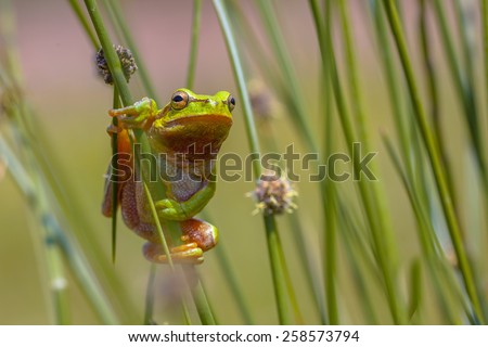 European tree frog (Hyla arborea) climbing in common rush (juncus effusus)