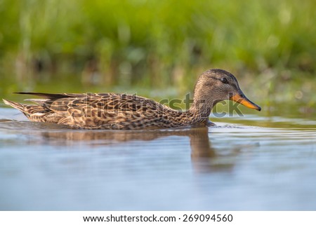 Female Gadwall (mareca strepera) swimming in water  in a wetland nature reserve conservation area