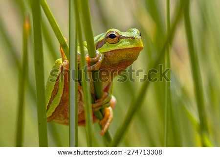European tree frog (Hyla arborea) looking from behind common rush (juncus effusus) into the camera