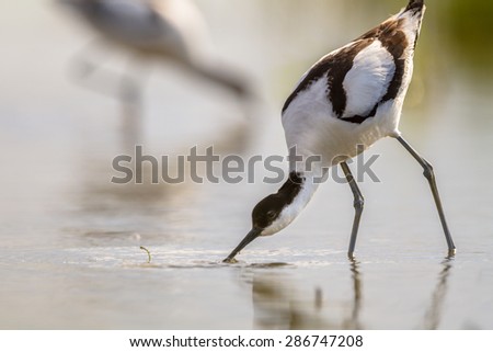 couple of pied avocet (Recurvirostra avosetta) wading in water and looking for food during sunrise