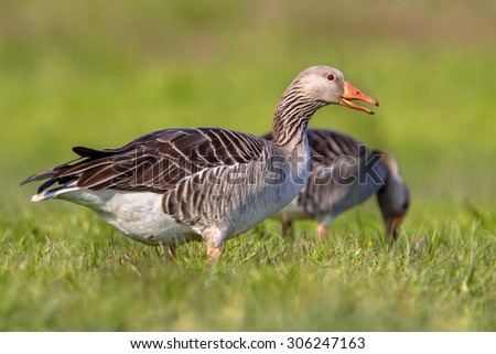 Numbers of greylag goose (Anser anser) have grown to problematic numbers in recent years in the Netherlands. Pest control options are being discussed.