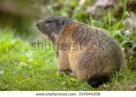 Alpine marmot (Marmota marmota) in natural habitat. This creature is found in mountainous areas of central and southern Europe