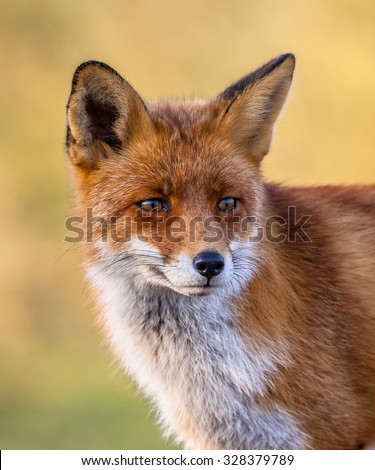 A full resolution portrait of the head of a red fox male (Vulpes vulpes)  in natural environment with yellow background. This beautiful wild animal of the wilderness. Shred looking in the camera.