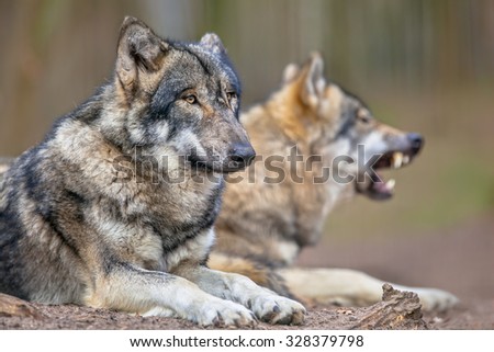 The Eurasian Gray Wolf (Canis lupus lupus) is the most specialized member of the genus Canis, as demonstrated by its morphological adaptations to hunting large prey and advanced expressive behavior.