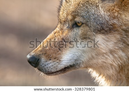 The face of a Eurasian Gray Wolf (Canis lupus lupus). It is the most specialised member of the genus Canis, as demonstrated by its adaptations to hunting large prey and its more gregarious nature.