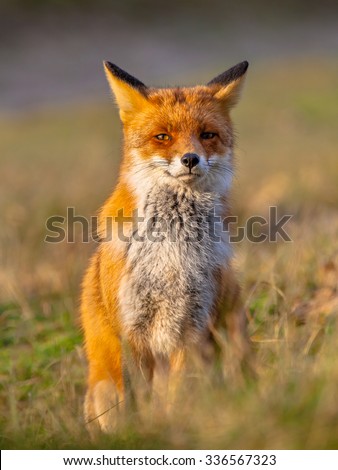A full resolution portrait of a posing red fox (Vulpes vulpes) in natural environment. The beautiful wild animal of the wilderness. Looking in the camera. One of the most grace wood inhabitant