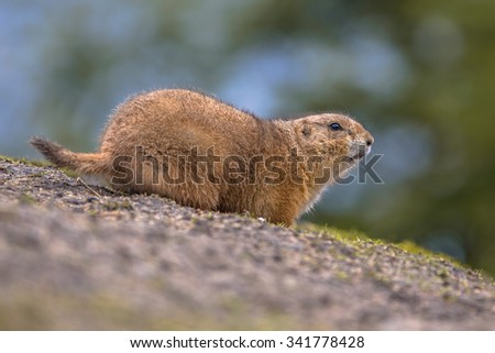 Black-tailed prairie dog (Cynomys ludovicianus) near its mound with colorful background