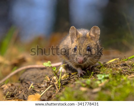 Wild wood mouse (Apodemus sylvaticus) resting on the forest floor of a dense wood. This cute and shy animal is a happy natural creature.