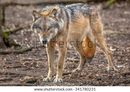 Big bad Eurasian Gray Wolf (Canis lupus lupus) is the most specialised member of the genus Canis, as demonstrated by its morphological adaptations to hunting large prey, its more gregarious nature.