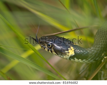 Grass snake (natrix natrix) showing tongue