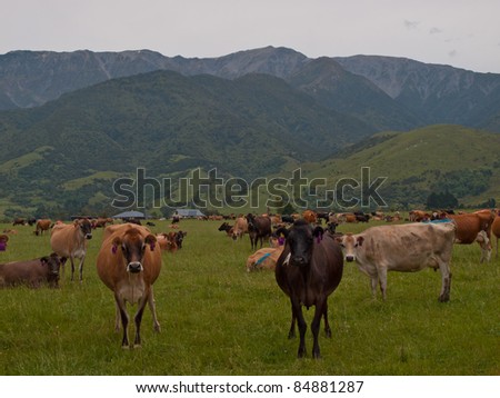 Grazing cows watching in the camera in New Zealand countryside