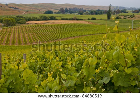 View of vineyard countryside in Marlborough New Zealand