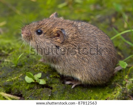 vole clipart