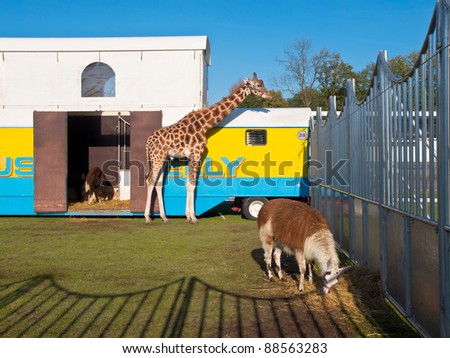 Circus animals in their enclosure