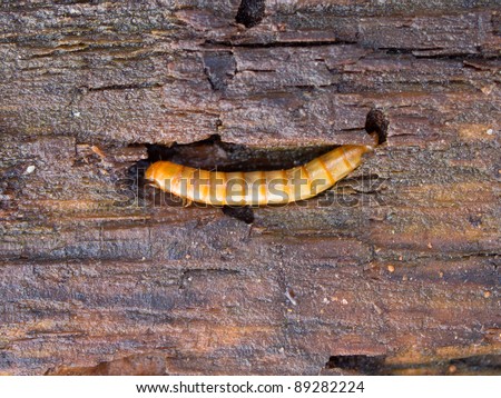 meal worm on wood detail