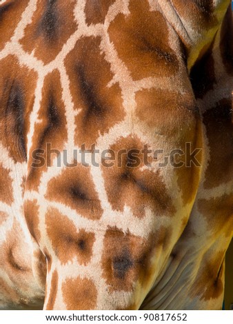 Giraffe torso skin detail background