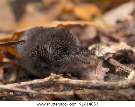 The Eurasian Pygmy Shrew is one of the smallest mammals in the world