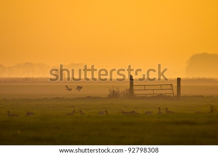 Raptor is overlooking fields during spectacular orange sunset