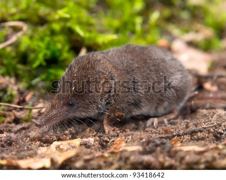 The Eurasian Pygmy Shrew is one of the smallest mammals in the world