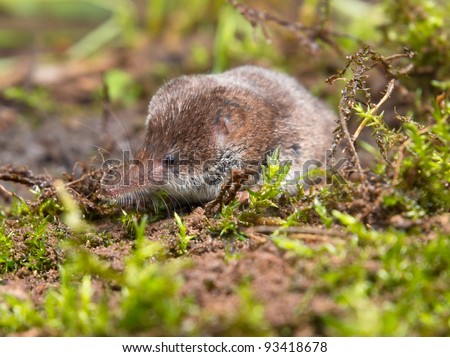 Pygmy shrew is hiding in moss