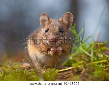 mouse sitting