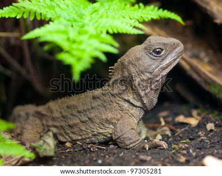 Tuatara, also known as the living fossil, is a native reptile of new zealand