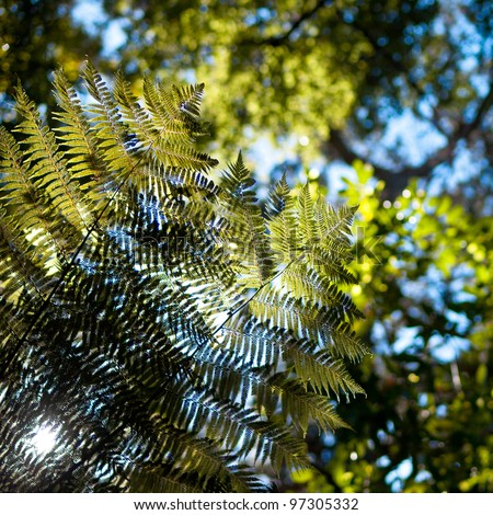 Fern leaves seen from under side against forest canopy while the sun is shining through the leaves