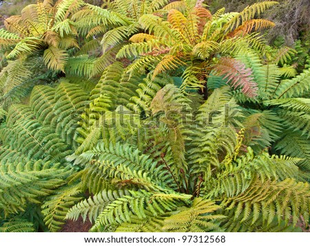 Aerial view of a group of tree ferns