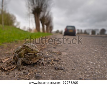 A pair of mating European Toad (Bufo bufo) are about to cross a dangerous road