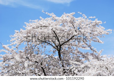 Spring time with a flowering cherry tree and blue sky