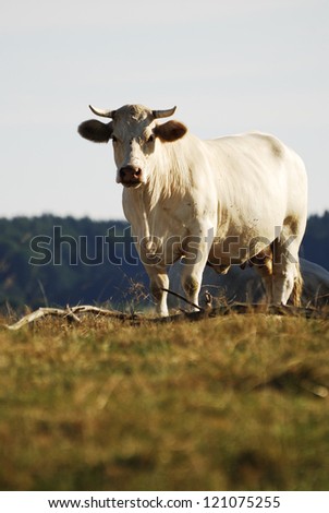 White cow standing in the pasture.
