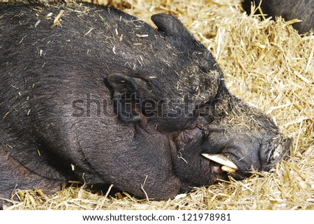 Portrait of a sleeping pot-bellied pig.