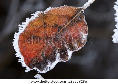 Beginning of winter - frozen leaf
