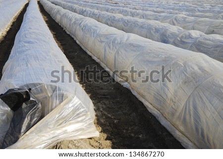 Field for growing asparagus covered by a plastic foil