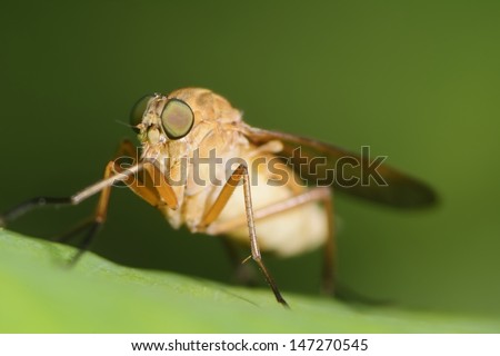 Macro of a horse fly insect