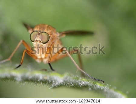 Macro of a horse fly insect