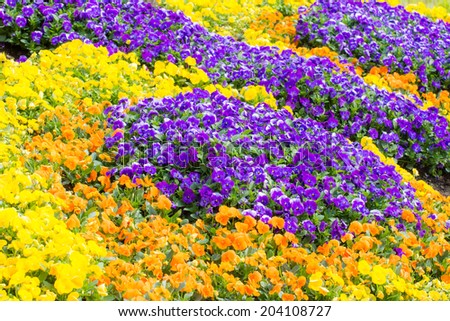 Sea of flowers with orange, yellow and purple pansy blossoms
