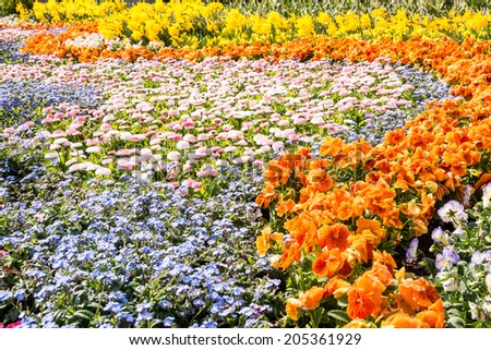 A sea of various gorgeous spring flowers (daffodil, pansy, forget-me-not)
