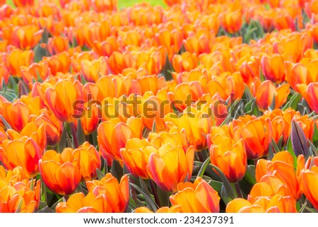 Garden full of orange blooming tulip flowers