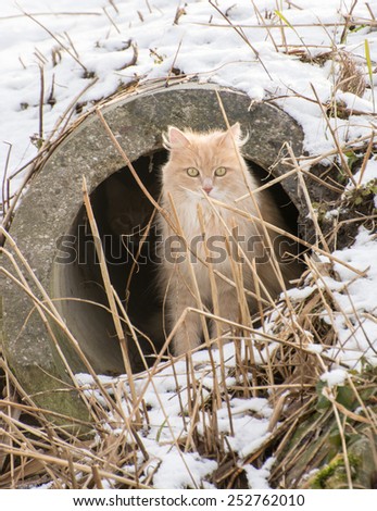 Cat hiding in a drain pipe during winter
