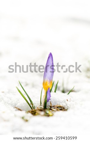 Spring is arriving - first crocus flowers in the snow