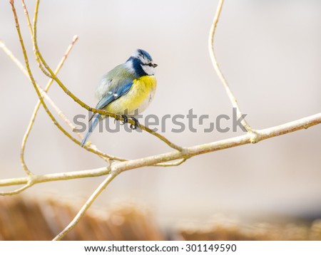 Blue tit bird sitting on the twig of a tree